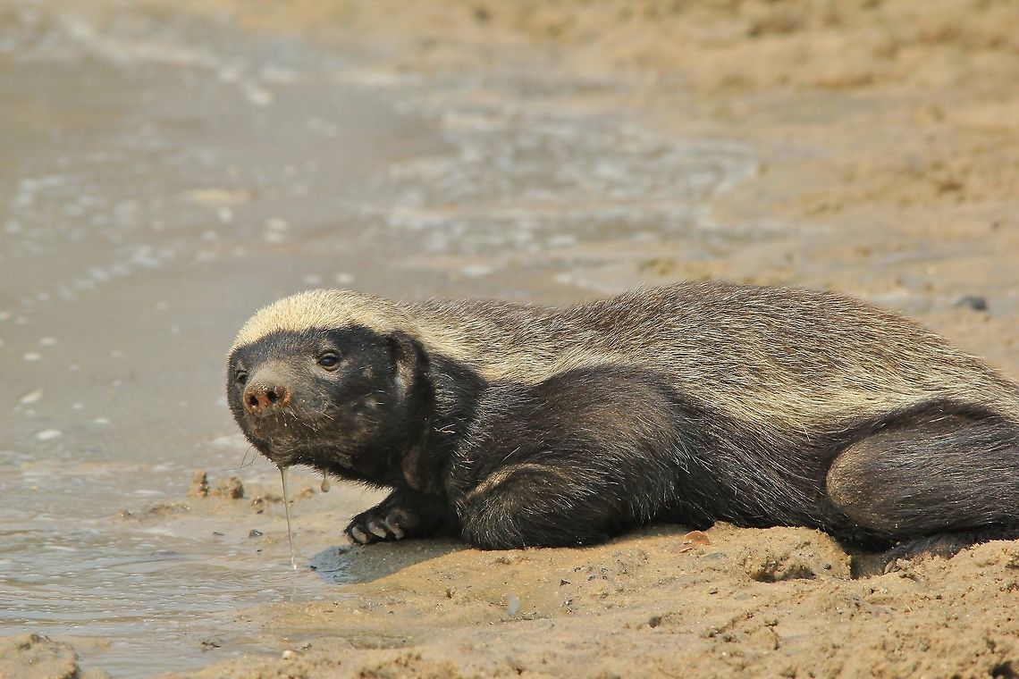 Honey Badger - Determined Fighter A Honey Badger visits a watering hole during daylight hours, a rare sighting.  These guys are fierce and determined, preying on a variety of snakes, scorpions, rodents etc.  They will also fend off, or at least fight to the bitter end, any predator that wants to attack him.   Geotagged,Honey badger,Mellivora capensis,Namibia,badger,beautiful,courageous,determined,fantastic,hardy,inspire,magnificent,markings,scavenger,splendor,tough,wonder