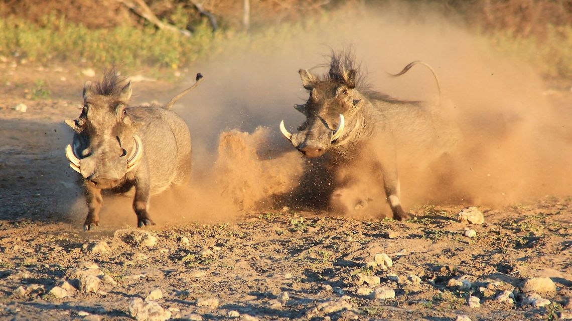Warthog Fight - Hormones and Territory A pair of Warthog boars fight it out over territorial and dominance rights.  Weighing in at around 80 kg (approx. 170 lbs), these guys can have a severe impact.   Namibia,Phacochoerus africanus,Warthog,beautiful,boar,dominance,fight,hardy,hog,icon,inspire,interesting,magnificent,majestic,pig,snout,territorial,tough,tusks,wild