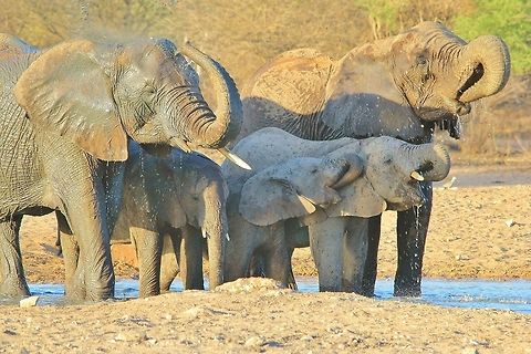 African Elephant - Water is Life A herd of African Elephant visit a watering hole, rejoicing and interacting in the pleasure of quenching thirst.  The matriarchal structures ensures discipline and survival of the herd through knowledge passed on.  African Elephant,Geotagged,Namibia,beautiful,elephant,fantastic,herd,joy,life,magnificent,majestic,pachyderm,pleasure,splendor,super,water,wild,wildlife,wonder