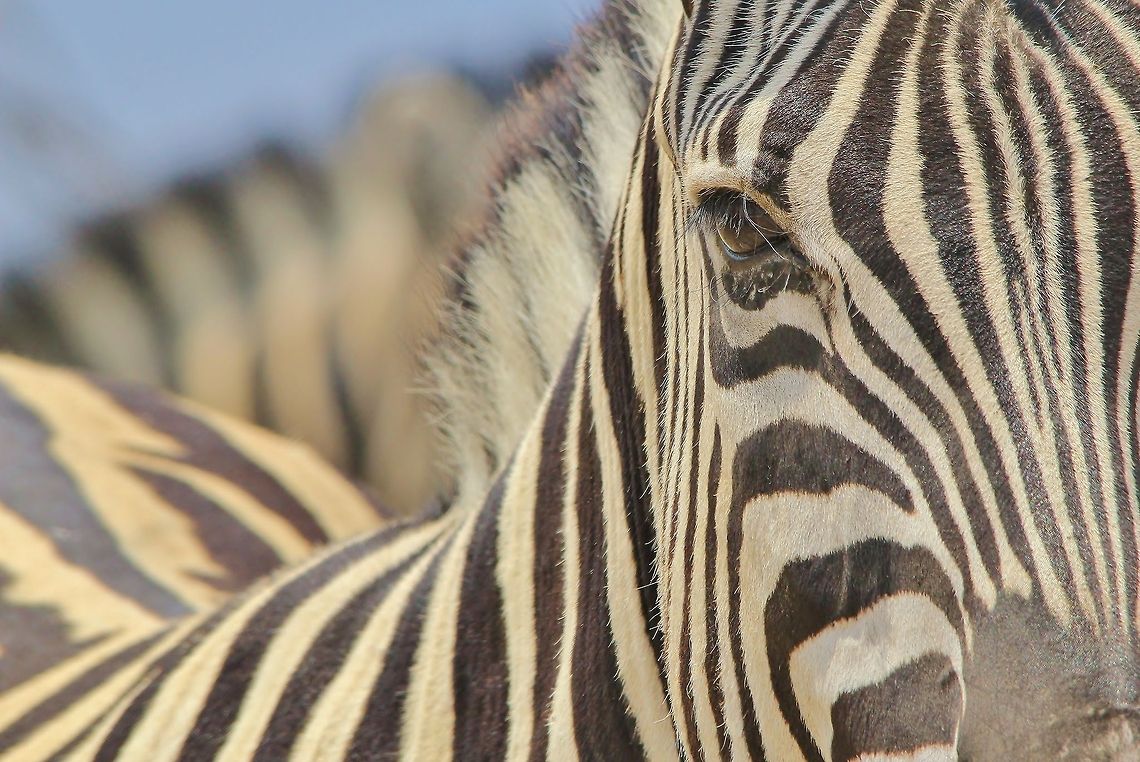 Burchell's Zebra - Focus on stripes A Burchell&#039;s Zebra mare poses for a shot of stripes and sleepy focus.  Both the plains zebra (Burchell&#039;) and mountain zebra (Hartmannae) are specially protected in Namibia (only 10 species on the Specially Protected list within Namibia).  This due to the illegal trade of this animal&#039;s skins.   Burchells zebra,Equus quagga burchellii,Geotagged,Namibia,abstract,eye,focus,funny,gorgeous,inspire,lines,magnificent,majestic,pattern,splendor,stripes,wonder