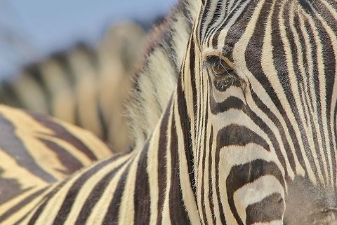 Burchell's Zebra - Focus on stripes A Burchell's Zebra mare poses for a shot of stripes and sleepy focus.  Both the plains zebra (Burchell') and mountain zebra (Hartmannae) are specially protected in Namibia (only 10 species on the Specially Protected list within Namibia).  This due to the illegal trade of this animal's skins.   Burchells zebra,Equus quagga burchellii,Geotagged,Namibia,abstract,eye,focus,funny,gorgeous,inspire,lines,magnificent,majestic,pattern,splendor,stripes,wonder