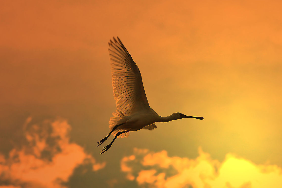 African Spoonbill - Sunset Flight An African Spoonbill in flight at sunset.   African Spoonbill,Geotagged,Namibia,Platalea alba,beautiful,bird,colorful,fly,free,golden,inspire,lovely,magnificent,silhouette,sunset,wild,wings