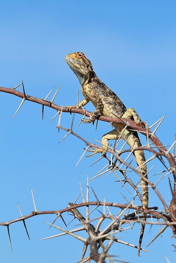 Spiny Agama - Blue Headed Lizard The Spiny Agama, or Blue Headed Lizard, will perch itself on any high ground or object in order to overlook its territory while also attempting to catch bugs and insects.  This specific male is still immature.  A full adult&#039;s head will be completely blue.   Agama aculeata,Geotagged,Namibia,beautiful,blue,classic,funny,hilarious,humor,icon,inspire,lizard,perched,reptile,thorns