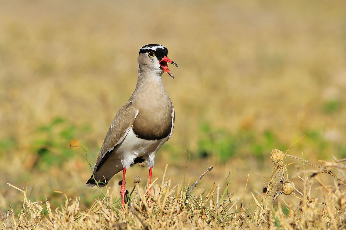 Crowned Plover - Talking the Talk This female Crowned Plover was very vocal as I approached her nest with a single egg in it.  Photographed in the wilds of Namibia.  Crowned Lapwing,Geotagged,Namibia,Vanellus coronatus,avian,beautiful,bird,chirp,coloration,fantastic,funny,hilarious,humor,life,magnificent,plumage,wild,wonder