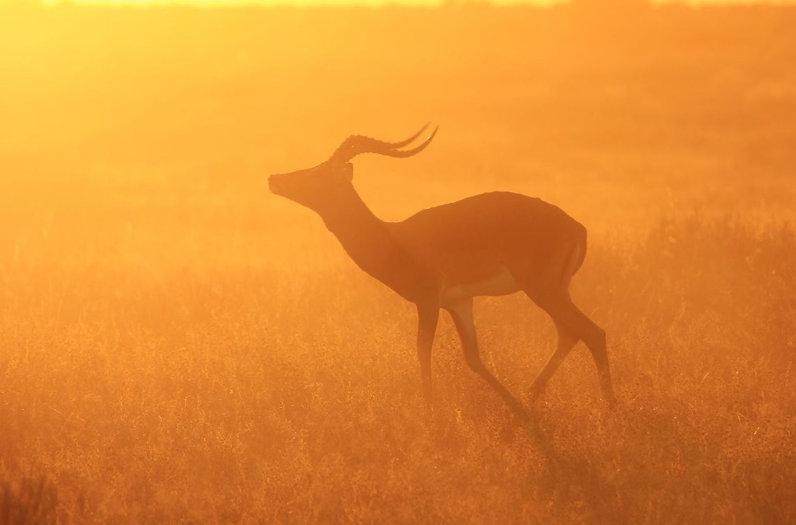 Common Impala - Profile of Gold A Common Impala ram runs into the golden light of sunset.  Although his markings are not clearly visible, it is indeed a Common Impala and not a Black-faced Impala.  Aepyceros melampus,Geotagged,Impala,Namibia,beautiful,fantastic,free,golden,gorgeous,horns,icon,iconic,inspire,magnificent,majestic,ram,splendor,sunset,superb,wild