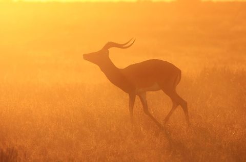 Common Impala - Profile of Gold A Common Impala ram runs into the golden light of sunset.  Although his markings are not clearly visible, it is indeed a Common Impala and not a Black-faced Impala.  Aepyceros melampus,Geotagged,Impala,Namibia,beautiful,fantastic,free,golden,gorgeous,horns,icon,iconic,inspire,magnificent,majestic,ram,splendor,sunset,superb,wild
