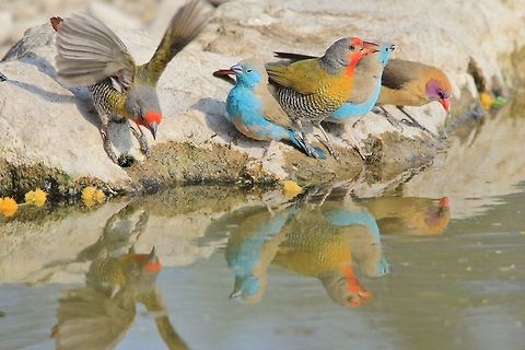 Melba Finch, Blue and Violet-eared Waxbill - Colorful Reflections A group of various species (3) visit a watering hole during the hot summer months.   Geotagged,Green-winged pytilia,Namibia,Pytilia melba,beautiful,blue,color,colorful,fantastic,finch,flock,magnificent,orange,red,reflection,splendor,together,violet,water,waxbill
