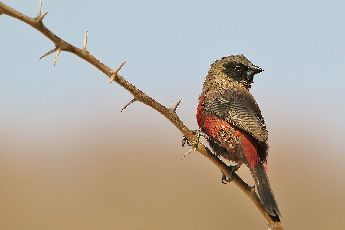 Black-cheeked Waxbill - Tranquil Pose A Black-cheeked Waxbill poses on a thorn bush branch.  Black-faced waxbill,Estrilda erythronotos,Namibia,avian,background,beautiful,bird,branch,cute,fantastic,inspire,life,lovely,magnificent,perched,plumage,pose,red,splendor,thorns