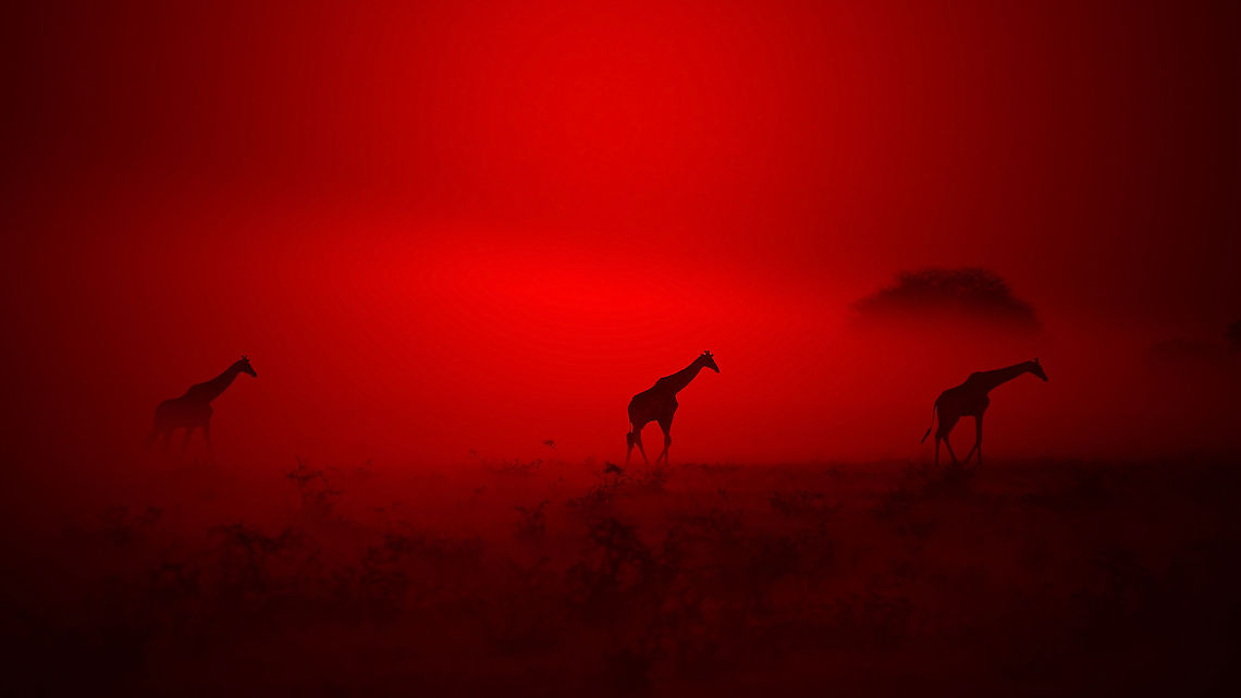 Giraffe - Walking through Color and Light A trio of Southern African Giraffes walk through a combination of dust, smoke and sunset colors. Veld fires are common in Africa, and if managed properly, control the bush and invasive species (including pests) to a favorable degree. Giraffa camelopardalis,Giraffe,Namibia,beautiful,dust,elegant,epic,fantastic,free,grace,harmony,icon,iconic,lovely,magnificent,majestic,silhouette,smoke,splendor,sunset