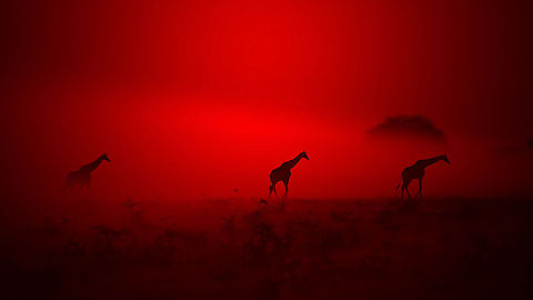 Giraffe - Walking through Color and Light A trio of Southern African Giraffes walk through a combination of dust, smoke and sunset colors.  Veld fires are common in Africa, and if managed properly, control the bush and invasive species (including pests) to a favorable degree.  Giraffa camelopardalis,Giraffe,Namibia,beautiful,dust,elegant,epic,fantastic,free,grace,harmony,icon,iconic,lovely,magnificent,majestic,silhouette,smoke,splendor,sunset
