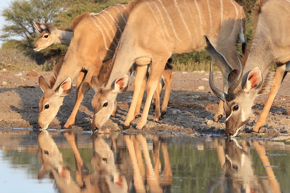 Greater Kudu - Reflection of a Herd A small herd of Greater Kudu, or Southern Greater Kudu, visiting a watering hole with their reflections showing on the water.  This antelope is also knows as the &quot;Grey Ghost&quot;, due to its ability to disappear into its surrounding bush.   Geotagged,Greater Kudu,Namibia,Tragelaphus strepsiceros,bull,calf,color,cow,herd,horns,markings,reflection,stripes