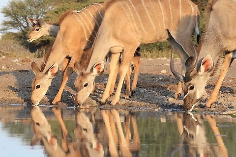 Greater Kudu - Reflection of a Herd A small herd of Greater Kudu, or Southern Greater Kudu, visiting a watering hole with their reflections showing on the water.  This antelope is also knows as the "Grey Ghost", due to its ability to disappear into its surrounding bush.   Geotagged,Greater Kudu,Namibia,Tragelaphus strepsiceros,bull,calf,color,cow,herd,horns,markings,reflection,stripes