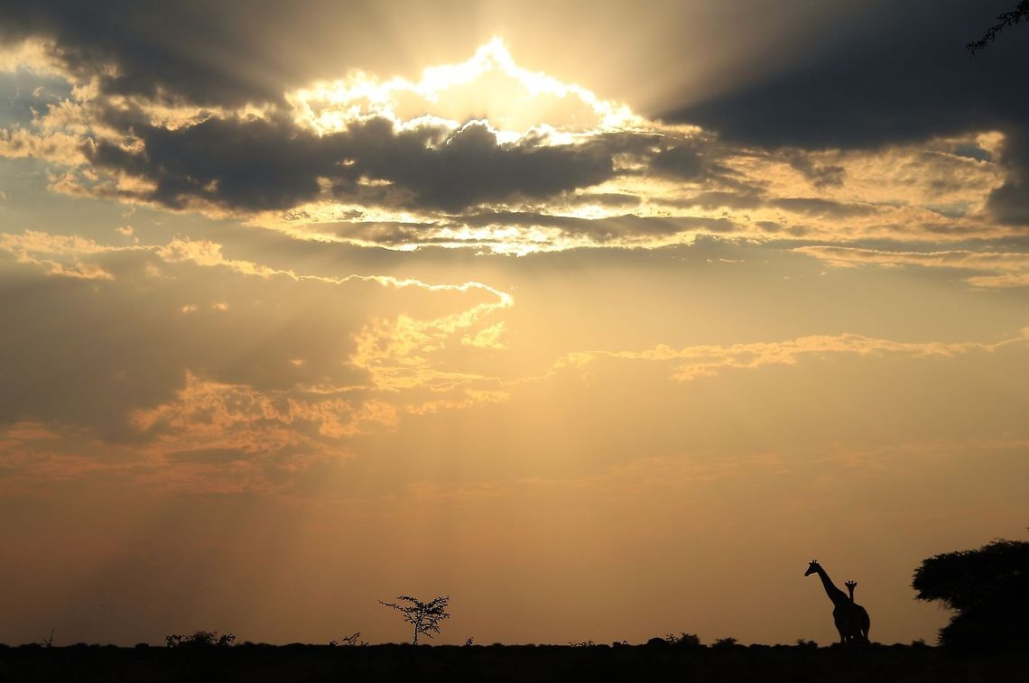 Giraffe - Epic Sunset A pair of Giraffes on the edge of an open field with an epic sunset filling the skies with color and magic.  Geotagged,Giraffa camelopardalis,Giraffe,Namibia,beautiful,epic,fantastic,icon,sunset,tranquil