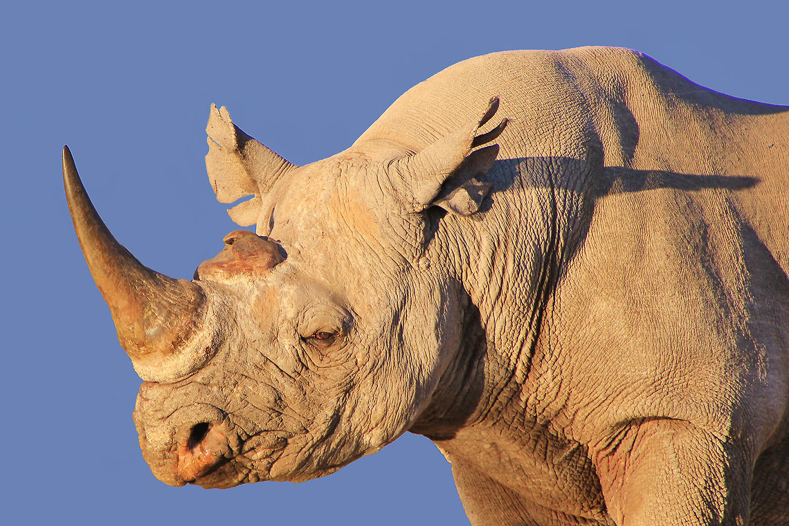 Black Rhinoceros - Powerful A Rare and Endangered Black Rhino bull.  This specific species (Diceros bicornis) is nearing extinction due to poaching.  Worldwide, their numbers are now in the 2500 region.  Conservation efforts are in a critical stage.   Black rhinoceros,Diceros bicornis,endangered,horn,impressive,magnificent,powerful,rare,species