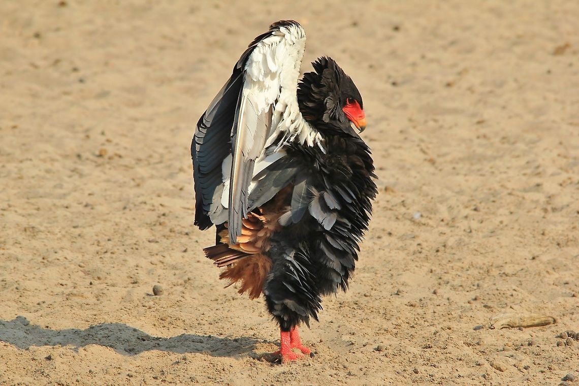 Bateleur Eagle - Threat Display An adult female Bateleur Eagle shows off her plumage in a threat display, so as to warn off other eagles from using her watering hole.  Bateleur,Geotagged,Namibia,Terathopius ecaudatus,anger,dominate,eagle,fluff,funny,hilarious,humor,intimidate,raptor,red,threat