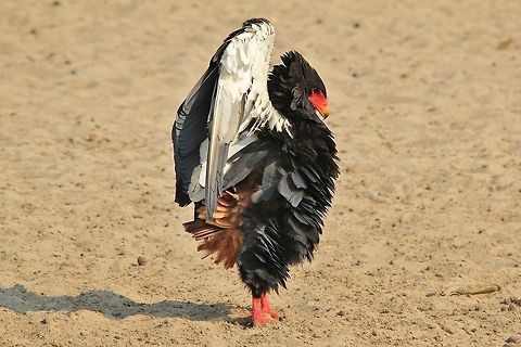 Bateleur Eagle - Threat Display An adult female Bateleur Eagle shows off her plumage in a threat display, so as to warn off other eagles from using her watering hole.  Bateleur,Geotagged,Namibia,Terathopius ecaudatus,anger,dominate,eagle,fluff,funny,hilarious,humor,intimidate,raptor,red,threat