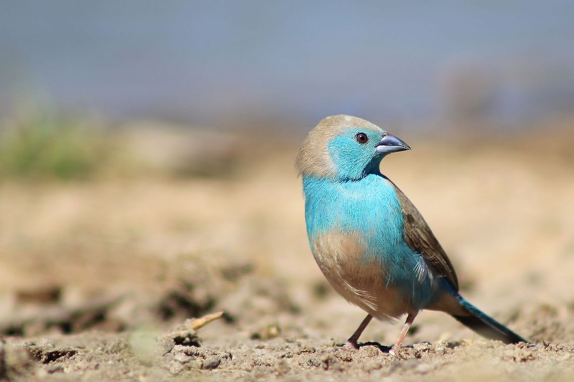 Blue Waxbill - Beautiful Beauty A Blue Waxbill male poses for a photograph - the female has a slightly duller, more faded blue plumage.  Blue Waxbill,Geotagged,Namibia,Uraeginthus angolensis,beautiful,blue,colorful,cute,detail,fine,petite,small