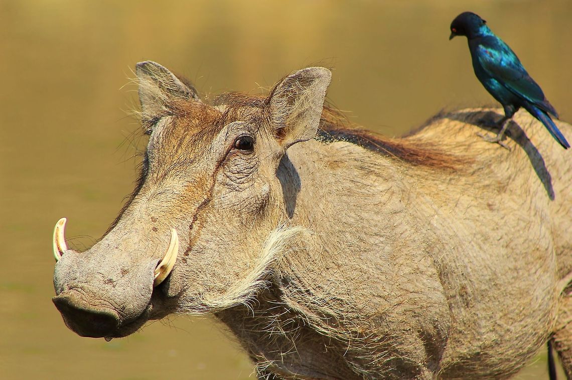 Warthog and Glossy Starling - Hitching a Ride A Glossy Starling hitches a ride on a female Warthog.  The female Warthog&#039;s &quot;warts&quot; under the eyes are much smaller than the male&#039;s.  At a quick glance, one can easily determine the sex by just looking at the &quot;warts&quot; under the eyes.   Desert warthog,Geotagged,Namibia,Phacochoerus aethiopicus,Phacochoerus africanus,Starling,Warthog,funny,hitch,humor,ride,tusks,warts