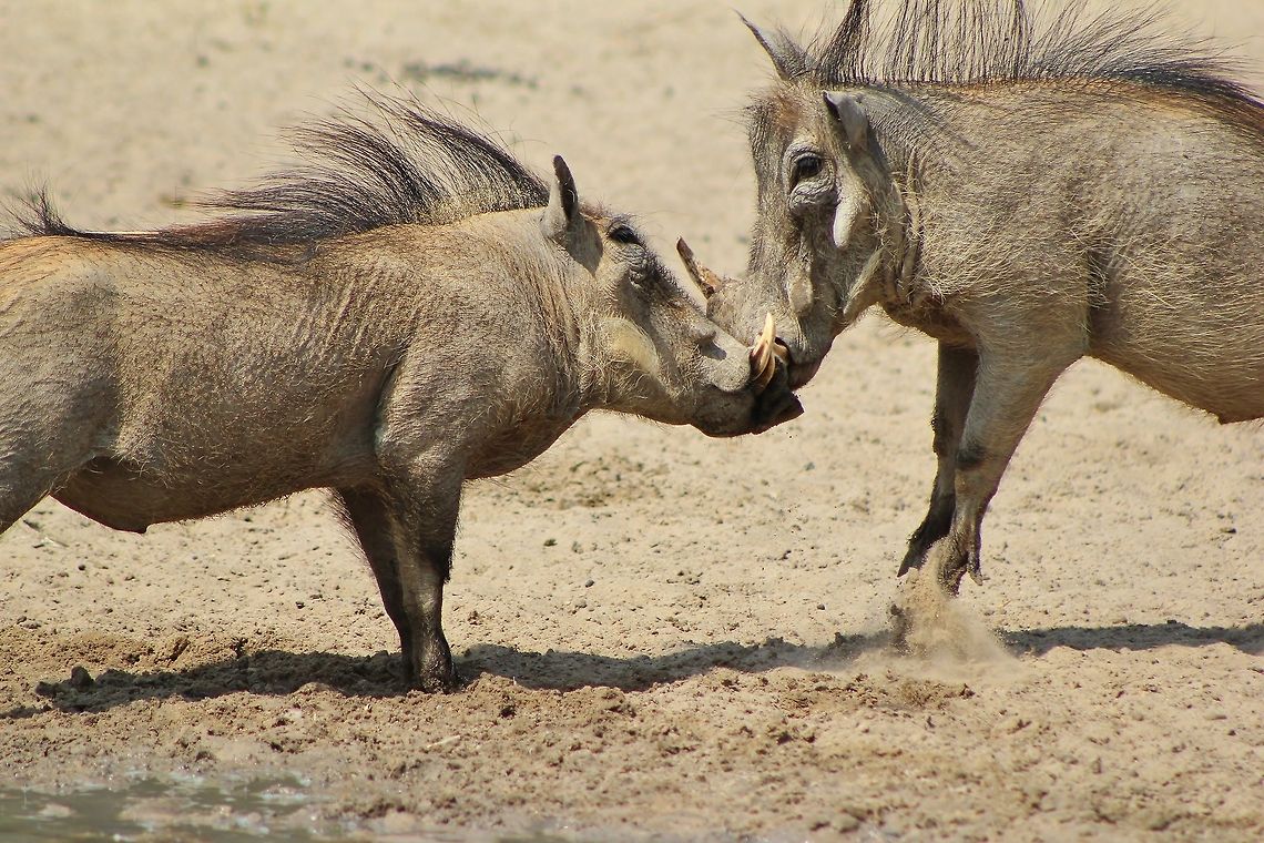 Warthog Fight - Knock-out A pair of young adult Warthog boars fight it out as their hormone levels reach puberty.  Dominance is vital and natural.   Geotagged,Namibia,Phacochoerus africanus,Warthog,action,aggression,anger,dominate,fight,hormones,icon,intimidate