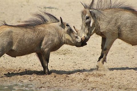 Warthog Fight - Knock-out A pair of young adult Warthog boars fight it out as their hormone levels reach puberty.  Dominance is vital and natural.   Geotagged,Namibia,Phacochoerus africanus,Warthog,action,aggression,anger,dominate,fight,hormones,icon,intimidate