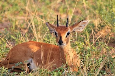 Steenbok - Ears are for listening A Steenbok ram lies dead still, in the hope of not being detected (a common practice of theirs).  Note how he has eye lashes on both upper and lower eyelids.   Geotagged,Namibia,Raphicerus campestris,Steenbok,adorable,animal,antelope,beautiful,cute,ears,eyelashes,instinct,listen,mammal,senses,small,still,wild,wildlife