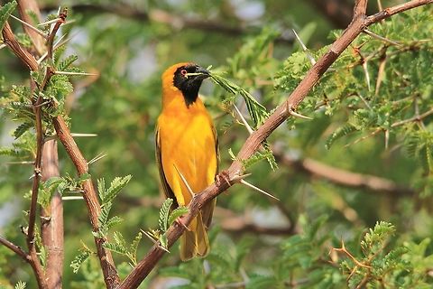 Southern Masked Weaver - African Peace Symbol A Southern Masked Weaver male in breeding plumage with a leaf in its mouth ... to be used to build a nest.  Males will hang from the nests with fluttering wings so as to attract females to his creation.  If she approves of the nest, she will move in.   Geotagged,Namibia,Ploceus velatus,Southern masked weaver,beautiful,golden,leaf,peace,perched,plumage,symbol,thorns,tree,yellow