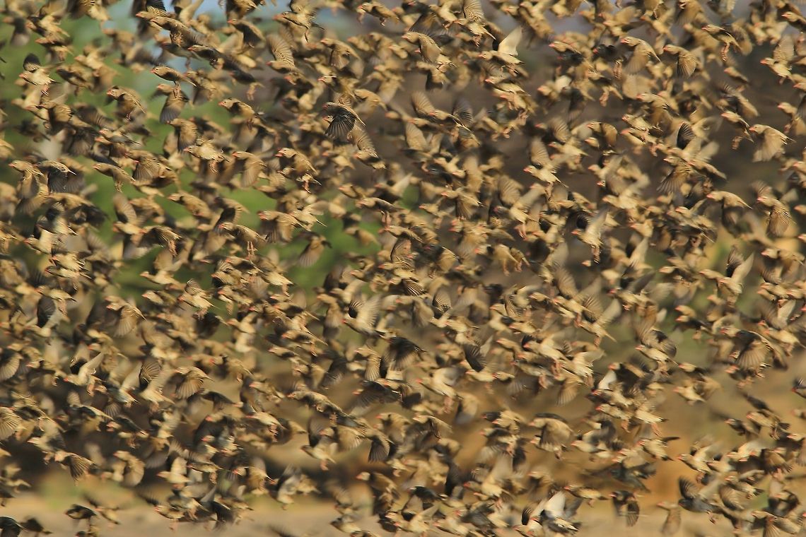 Red Billed Quelea - Flock of Thousands A flock of Red-billed Quelea photographed during the start of the hot summer months in Namibia, southwestern Africa.  Some of these flocks can be a  hundred thousand birds strong, creating its own wind as they pass.  This specific flock (part of it), was more in the 10 000 class.   Geotagged,Namibia,avian,bird,fantastic,flock,flutter,fly,many,mesmerize,plumage,quelea,red,thousands