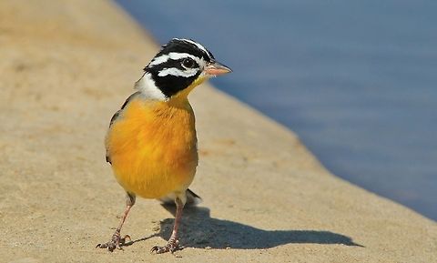Golden Breasted Bunting - Posing Color A Golden Breasted Bunting visits a watering hole, showing off his breeding plumage of golden color.   Emberiza flaviventris,Geotagged,Namibia,avian,beautiful,bird,colorful,golden breasted bunting,plumage