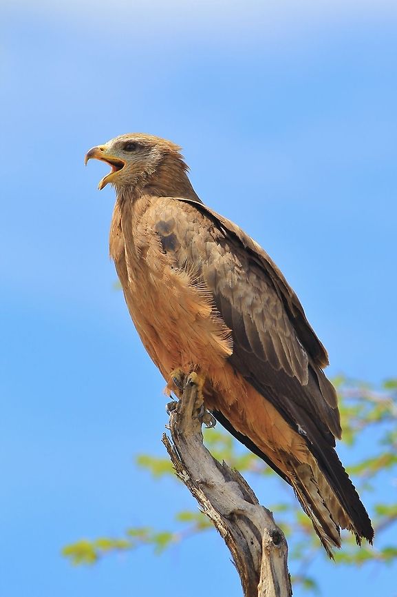 Yellow-billed Kite - Calling all Friends A Yellow billed Kite poses for a photograph while calling out to his fellow raptors as they surround a watering hole.  Photographed in Namibia, southwestern Africa.  Geotagged,Milvus aegyptius,Namibia,Yellow-billed kite,avian,beak,bird,call,funny,perched,pose,powerful,raptor,sharp