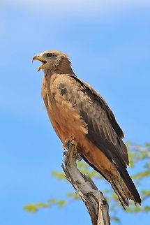 Yellow-billed Kite - Calling all Friends A Yellow billed Kite poses for a photograph while calling out to his fellow raptors as they surround a watering hole.  Photographed in Namibia, southwestern Africa.  Geotagged,Milvus aegyptius,Namibia,Yellow-billed kite,avian,beak,bird,call,funny,perched,pose,powerful,raptor,sharp