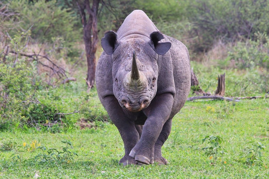 Black Rhino Bull - Walk of Life A young Black Rhinoceros bull walks straight towards the photographer ... at ten paces, the photographer lost his nerve and made a run for it.  These days, with technological advances, Rhino individuals can be identified by the pattern of the top lip.  For this to be effective, one has to be very close to the animal ... effective method, but dangerous.  <br />
<br />
Please note : To Geo Tag an animal such as this (Rare and Endangered) is not recommended due to the threat of poaching (by providing a pretty accurate location of where this animal was last seen).   Black rhinoceros,Diceros bicornis,beautiful,bull,curious,enormous,fantastic,horn,icon,impressive,inspire,intimidate,large,walk