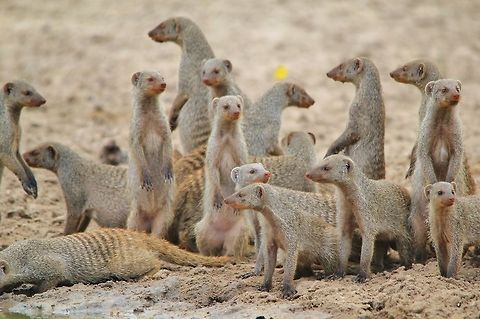 Banded Mongoose - Brotherhood of the Curious A family, or clan, of Banded Mongoose visit a watering hole in the wilds of Namibia, southwestern Africa.  These rodents are ferocious snake eaters and will work as a team.   Banded Mongoose,Geotagged,Mungos mungo,Namibia,adorable,brotherhood,clan,curious,cute,family,inspire,life,rodents