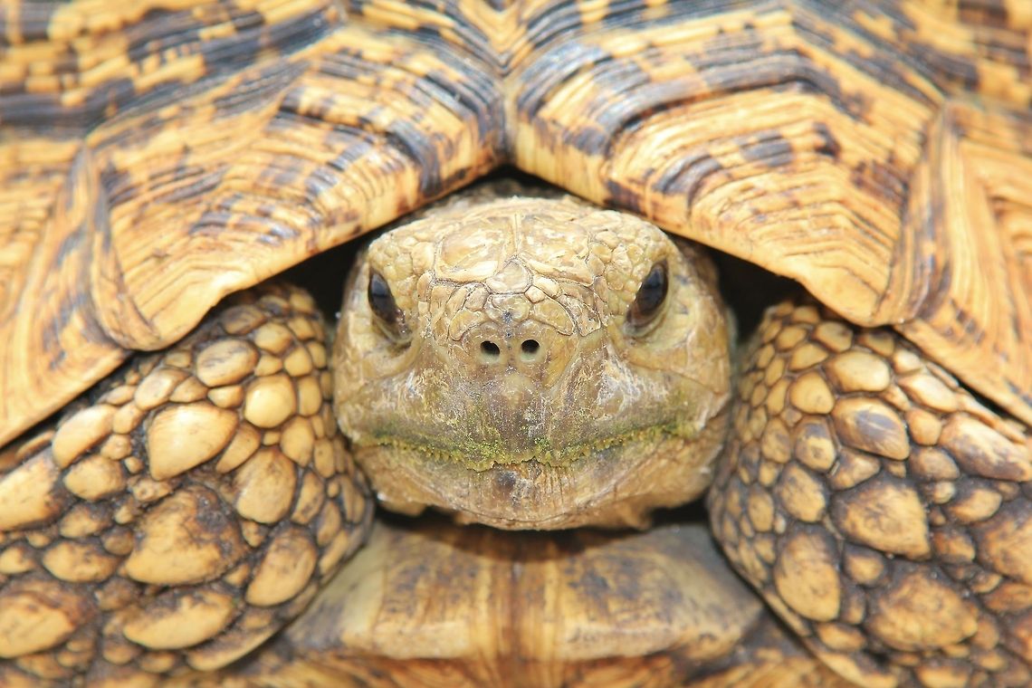 Tortoise Stare - Serious Wisdom A close-up of a Leopard Tortoise.  His stare is filled with a serious attitude and wisdom of the ages.  Photographed in the wilds of Namibia, southwestern Africa.  Geotagged,Leopard tortoise,Namibia,Stigmochelys pardalis,fun,funny,intimidate,old,scales,serious,stare,wonder