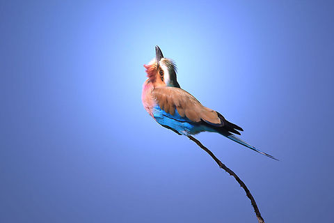 Lilac-breasted Roller - Colorful Beauty This is one of the best photographs I ever took, with a near full moon shining from behind the bird.  These beauties has 42 different recognized colors in its plumage, rendering it one of the most colorful birds in the world.   Coracias caudatus,Geotagged,Lilac-breasted Roller,Namibia,beautiful,color,colorful,icon,inspire,magnificent,pose,super