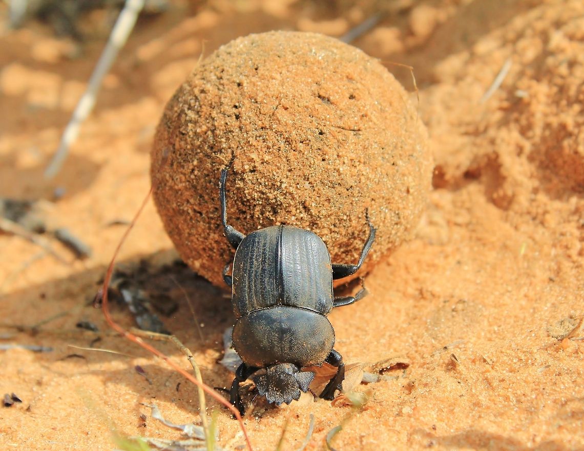 Dung Beetle - Got to love your Job A Dung Beetle rolls her bounty away.  She will lay exactly 1 egg in this ball, bury the treasure and then move on to find another wonderful dung producer.  <br />
<br />
These species are considered to be an indicator species.  If they are found in a specific environment (within their natural range of occurrence), that environment is considered &quot;healthy&quot; and operating as it should.  Their lack shows a deficiency in one of the cycles (mainly processing dung and waste).  By them burying dung, they also involuntarily enrich soils with nutrients, much more so than if the dung was just left on top of the soil.   Dung beetle,Geotagged,Namibia,Scarabaeus pius,Scarabidae,ball,ecosystem,funny,hilarious,humor,roll,wonderful