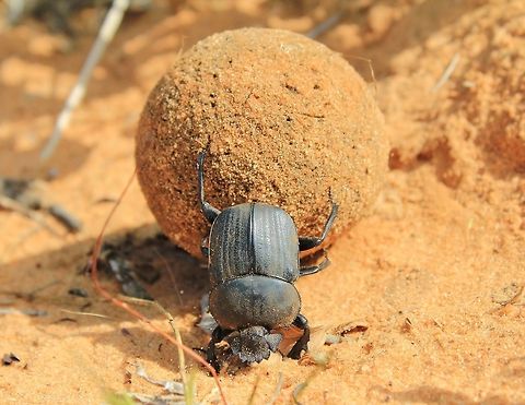 Dung Beetle - Got to love your Job A Dung Beetle rolls her bounty away.  She will lay exactly 1 egg in this ball, bury the treasure and then move on to find another wonderful dung producer.  

These species are considered to be an indicator species.  If they are found in a specific environment (within their natural range of occurrence), that environment is considered "healthy" and operating as it should.  Their lack shows a deficiency in one of the cycles (mainly processing dung and waste).  By them burying dung, they also involuntarily enrich soils with nutrients, much more so than if the dung was just left on top of the soil.   Dung beetle,Geotagged,Namibia,Scarabaeus pius,Scarabidae,ball,ecosystem,funny,hilarious,humor,roll,wonderful