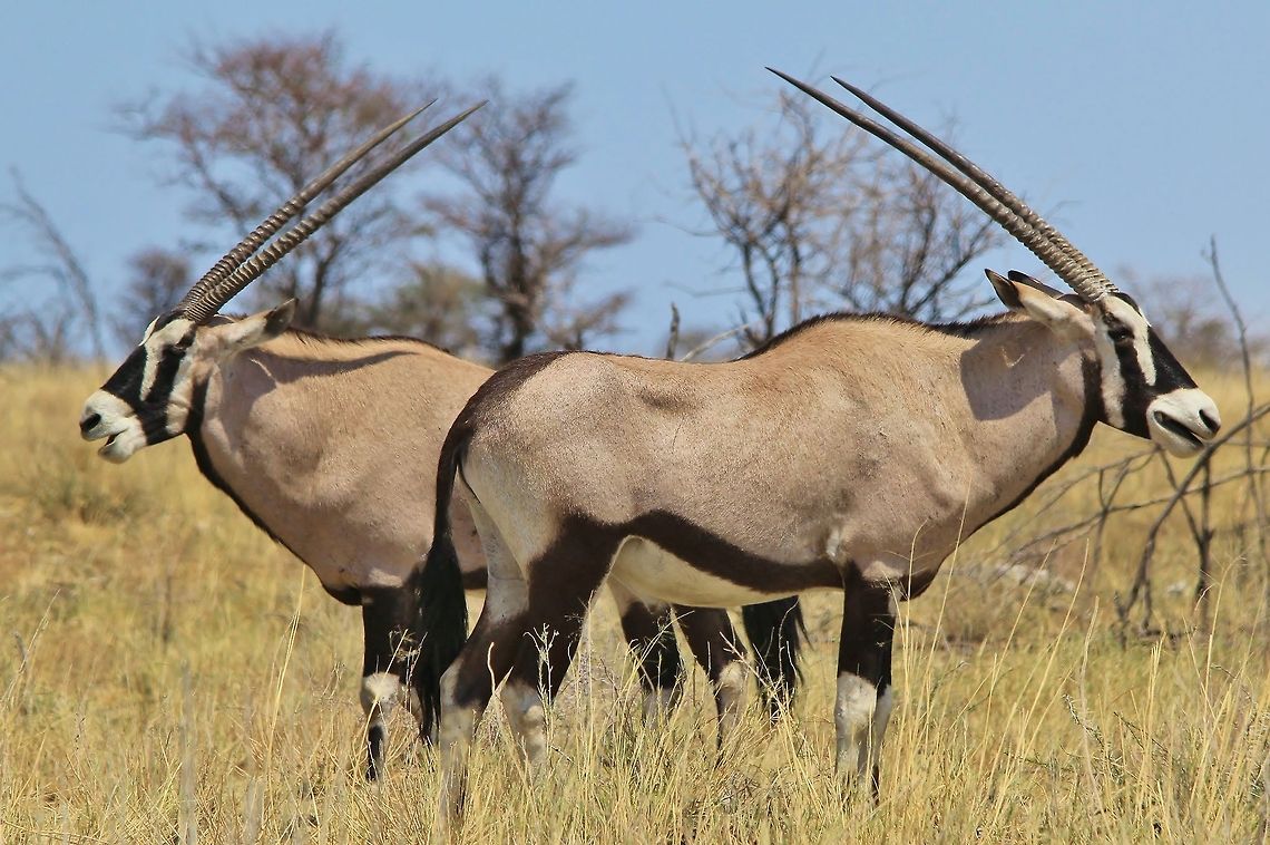 Gemsbok - Stare of the doubled Oryx These two Oryx / Gemsbok bulls pose in a classic defensive / alerted manner, looking into two directions at the same time.<br />
<br />
This antelope is on the Namibian Coat of Arms and form part of the National Emblem.  This is due to their ability to survive in a harsh and desert environment.  They only need to drink water once every 4 days, and the markings on their nose will automatically convert hot air (desert) breathed in to be converted into cool air acceptable by the lungs.  They are tough, and beautiful.  Gemsbok,Geotagged,Namibia,Oryx gazella,adapt,beautiful,elegant,hardy,horns,markings,striking,tough