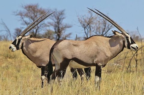 Gemsbok - Stare of the doubled Oryx These two Oryx / Gemsbok bulls pose in a classic defensive / alerted manner, looking into two directions at the same time.

This antelope is on the Namibian Coat of Arms and form part of the National Emblem.  This is due to their ability to survive in a harsh and desert environment.  They only need to drink water once every 4 days, and the markings on their nose will automatically convert hot air (desert) breathed in to be converted into cool air acceptable by the lungs.  They are tough, and beautiful.  Gemsbok,Geotagged,Namibia,Oryx gazella,adapt,beautiful,elegant,hardy,horns,markings,striking,tough