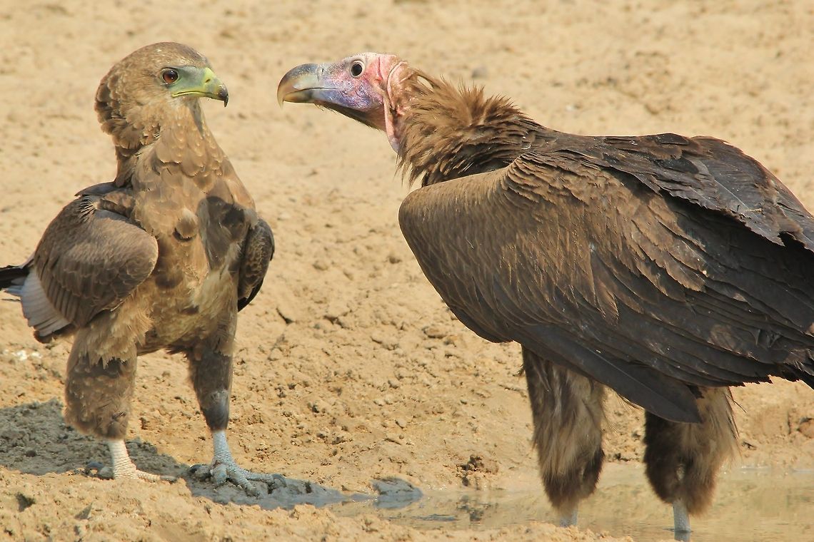 Lappet-faced Vulture and Bateleur Eagle - Show down A Lappet-faced Vulture warns off a young Bateleur eagle ... the vulture eager to protect his water source from any and all.   Bateleur,Geotagged,Lappet-faced Vulture,Namibia,Torgos tracheliotos,aggression,anger,dominate,eagle,fight,raptor