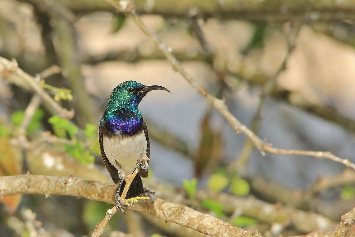 White-bellied Sunbird - Iridescent Colors from Nature A White-bellied Sunbird male poses for a photograph.  The female is much duller in color, but still beautiful to the male at least.  Wonderful Nature and Her Colors of astonishing beauty.   Cinnyris talatala,Geotagged,Namibia,blue,color,green,iridescent,purple,vivid,white bellied sunbird
