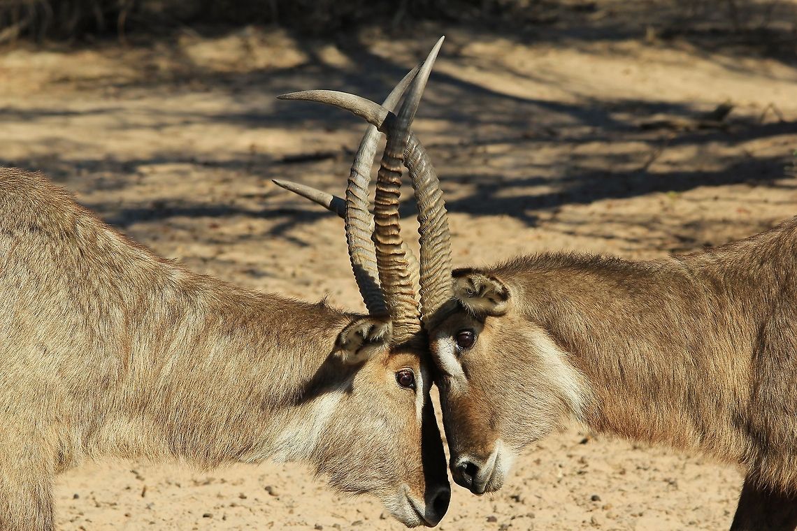 Waterbuck Fight - Intimidating Bulls of Dominance A pair of Waterbuck bulls engage in a match to determine who is the dominant bull.  Fighting among bulls is common.  Unlike the name reference, this antelope does not necessarily live or require water rich areas (swamps / rivers) to survive ... they can adapt to basically any type of area as long as there is food and water available for consumption.   Geotagged,Kobus ellipsiprymnus,Namibia,Waterbuck,anger,dominance,fight,horns,intimidate