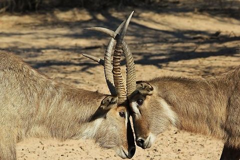 Waterbuck Fight - Intimidating Bulls of Dominance A pair of Waterbuck bulls engage in a match to determine who is the dominant bull.  Fighting among bulls is common.  Unlike the name reference, this antelope does not necessarily live or require water rich areas (swamps / rivers) to survive ... they can adapt to basically any type of area as long as there is food and water available for consumption.   Geotagged,Kobus ellipsiprymnus,Namibia,Waterbuck,anger,dominance,fight,horns,intimidate