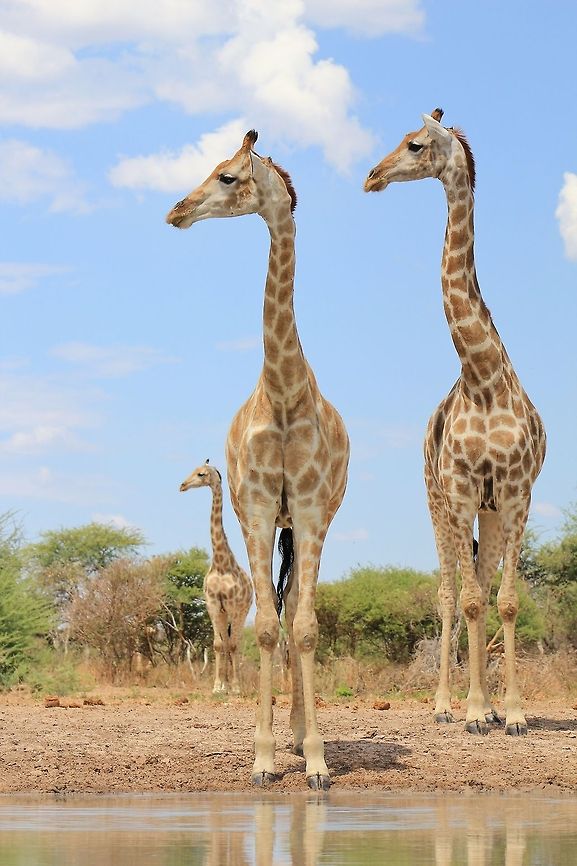 Giraffe Symmetry - Looking at Nature A trio of Giraffe cows stare into the same direction after detecting a noise.   Geotagged,Giraffa camelopardalis,Giraffe,Namibia,fun,funny,humor,symmetry,together