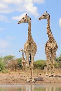 Giraffe Symmetry - Looking at Nature A trio of Giraffe cows stare into the same direction after detecting a noise.   Geotagged,Giraffa camelopardalis,Giraffe,Namibia,fun,funny,humor,symmetry,together