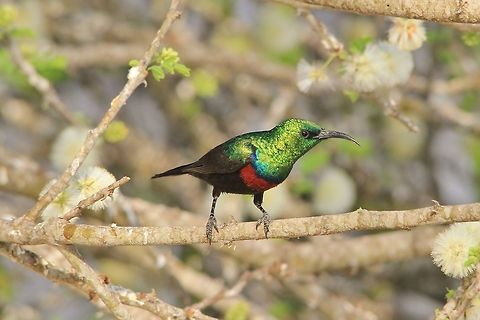 Marico Sunbird - Vivid colors in Nature This Marico Sunbird male poses with colors vivid and iridescent, perched on a Blackthorn bush (Acacia mellifera).  During the hot summer months, this species will regularly visit watering holes.   Cinnyris mariquensis,Geotagged,Marico sunbird,Namibia,beautiful,bright,colorful,iridescent,vivid