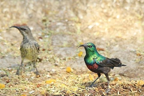 Marico Sunbird - Nature's Pairs A Marico Sunbird male and female.  I only include this photograph (not a real work of art) as a species identification, showing both the male and female together in one shot.  Clearly the male is much more vibrant and colorful, but that is how things work in the avian world.  Cinnyris mariquensis,Geotagged,Marico sunbird,Namibia,colorful,colorful birds,female,male,together