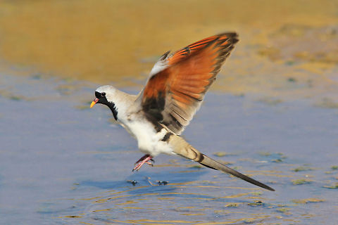 Namaqua Dove - Flight of Hidden Color This Namaqua Dove male is hovering over a watering hole. The exposed under-wing colors are only seen in flight - when the dove is sitting or at rest, its overall appearance is rather dull and grey. Geotagged,Namaqua Dove,Namibia,Oena capensis,action,flight,fly,golden,orange,water