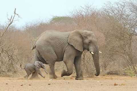 African Elephant - In Dad's Footsteps An African elephant calf tries his best to keep up with the herd bull.  It is rather rare for such a small calf to be seen with an adult bull ... normally calves never leave the sides of their mothers.   African Elephant,Geotagged,Namibia,action,baby animal,bull,calf,elephant,enormous,impressive,loxodonta africana,pachyderm,run