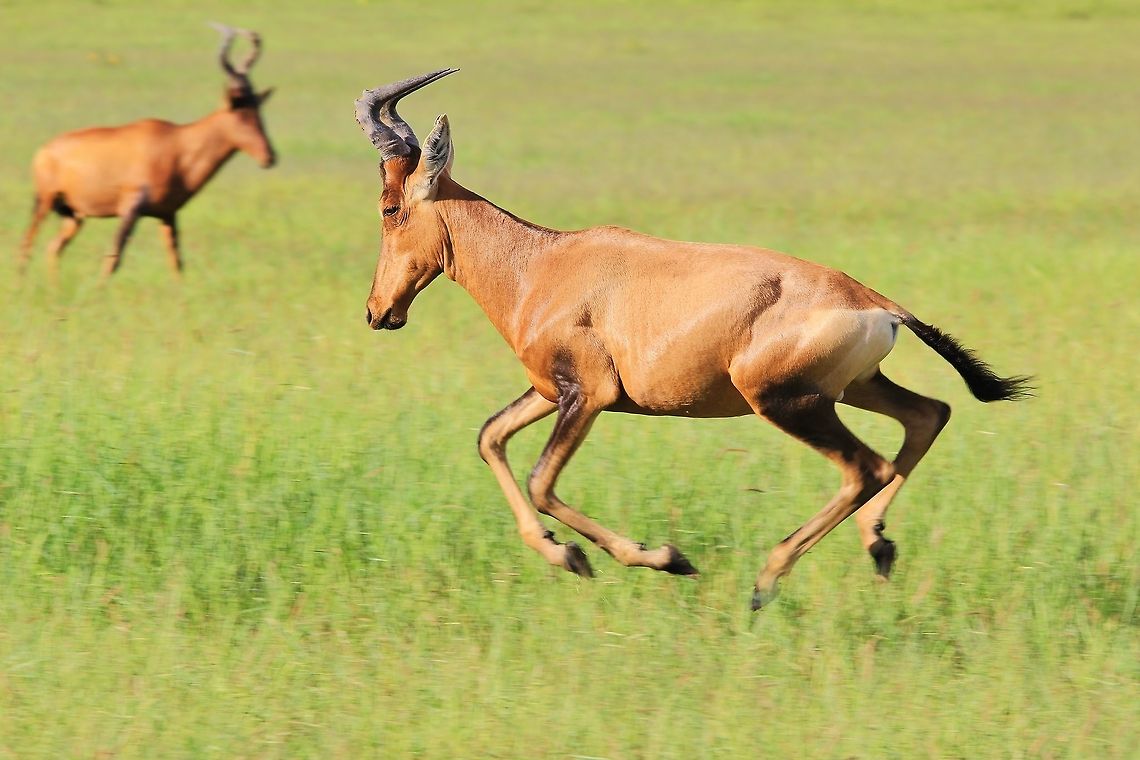 Red Hartebeest - Galloping Red A Red Hartebeest gallops over a green field with another looking on.  <br />
<br />
In my local Afrikaans language, the name is directly translated into &quot;Heart-shaped Cow&quot;, which refers to the shape of the horns looking front on.   Alcelaphus buselaphus caama,Geotagged,Namibia,Red hartebeest,field,freedom,gallop,red,run