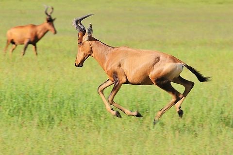 Red Hartebeest - Galloping Red A Red Hartebeest gallops over a green field with another looking on.  

In my local Afrikaans language, the name is directly translated into "Heart-shaped Cow", which refers to the shape of the horns looking front on.   Alcelaphus buselaphus caama,Geotagged,Namibia,Red hartebeest,field,freedom,gallop,red,run